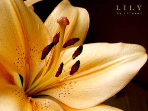 ... look on heart of the lily.