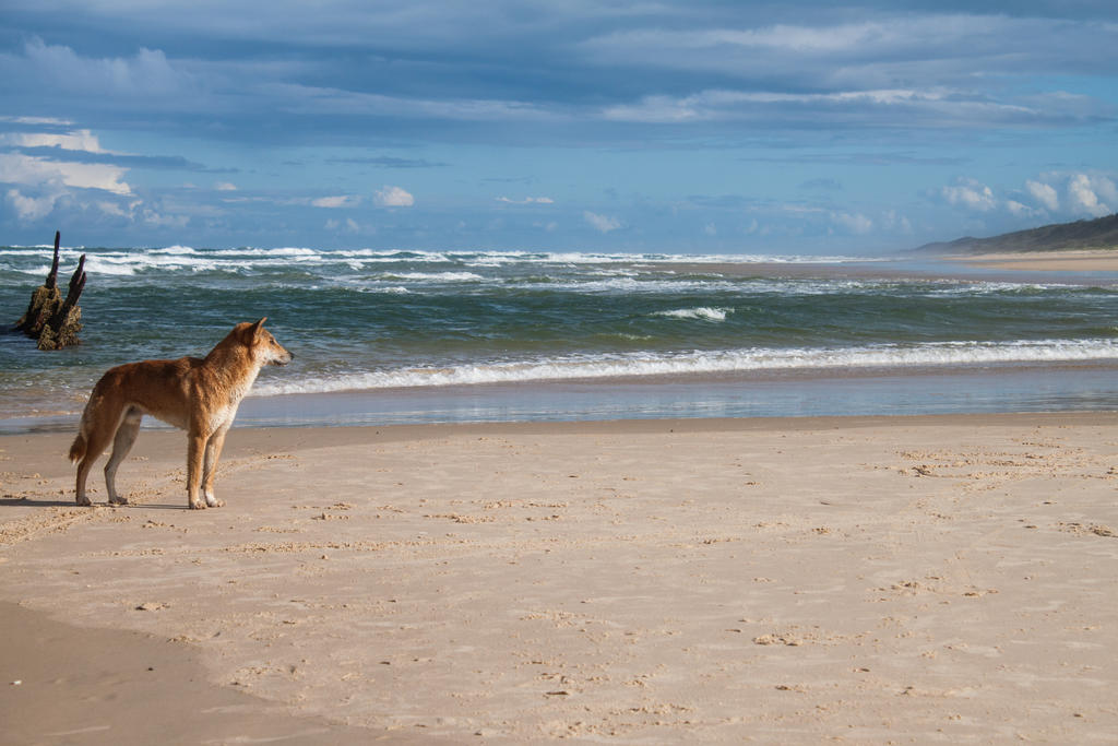 Dingo by the beach