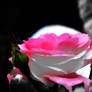 Bleeding Colour