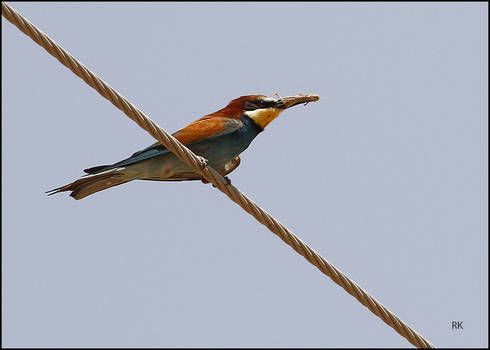 the Bee Eater
