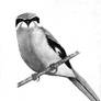 Great Grey Shrike