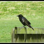 Tatty looking Crow