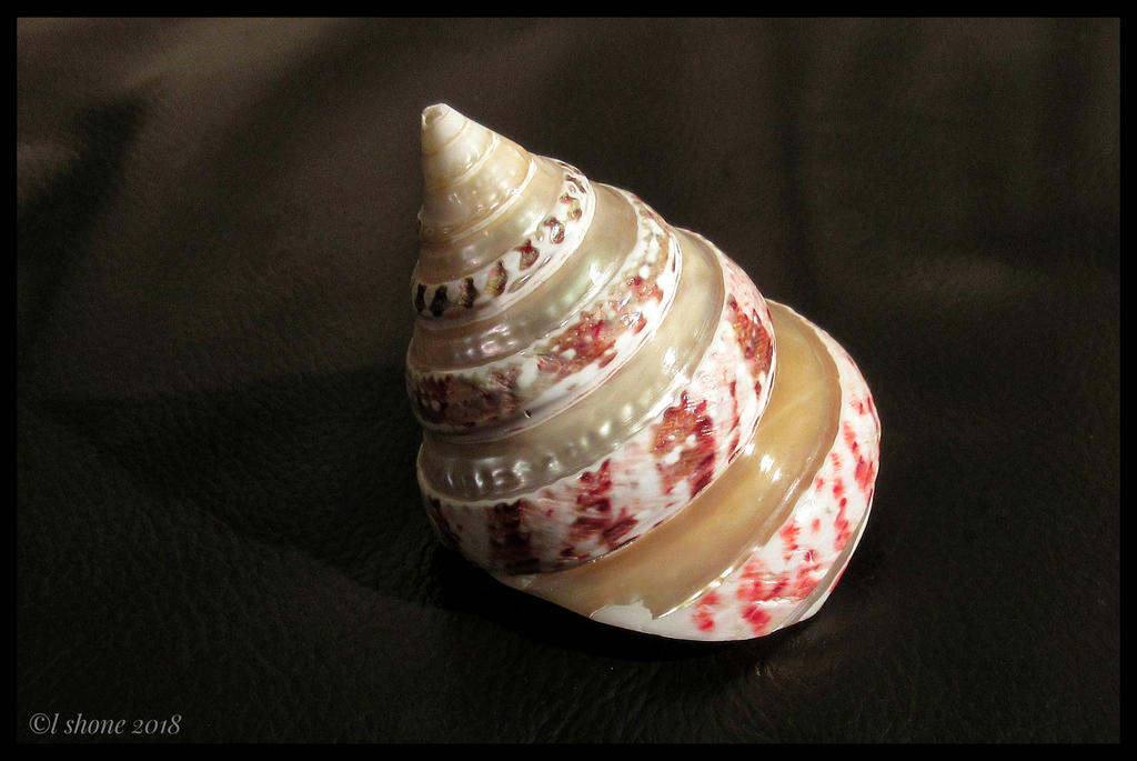 Shell Topm Top shell by Stumm47 on DeviantArt