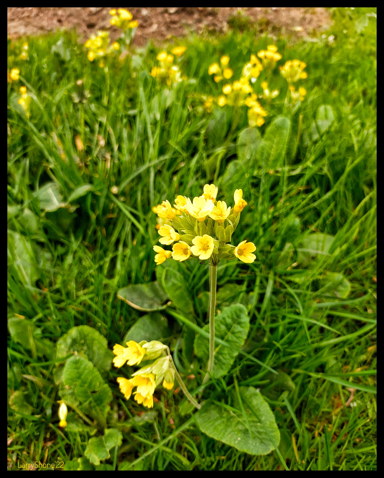 Cowslips by Stumm47 on DeviantArt