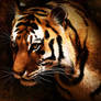 Tigre