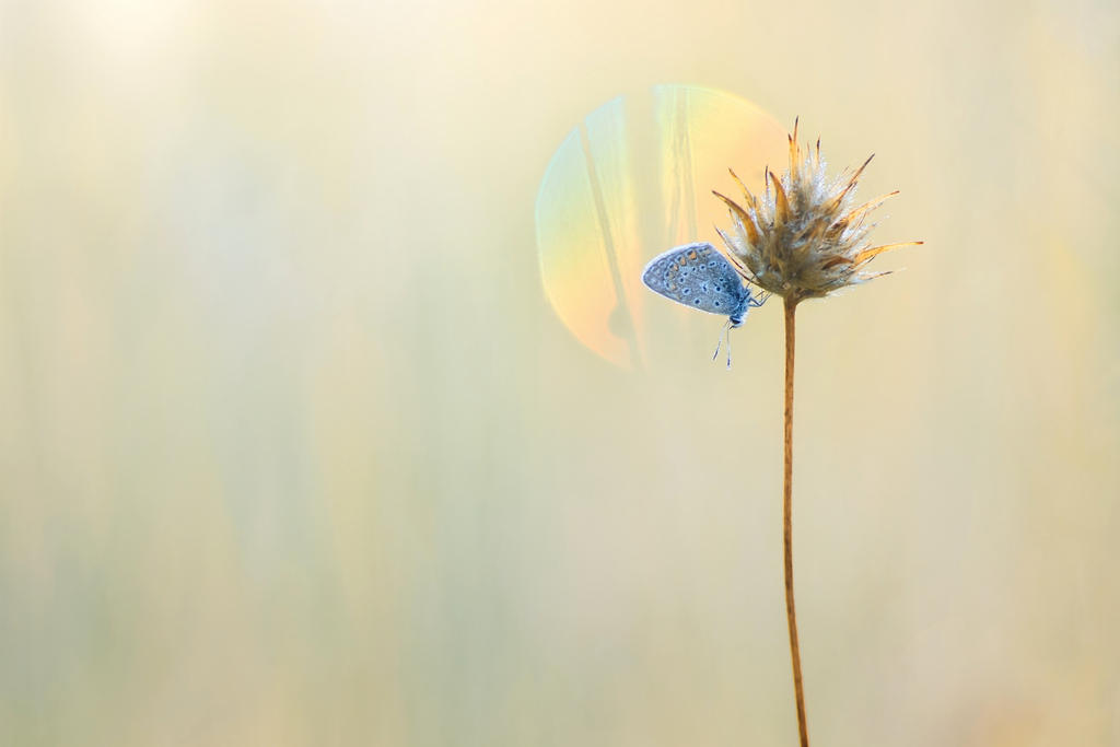 Rainbow butterfly by donlope01 Rainbow butterfly by donlope01