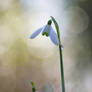 Snowdrop