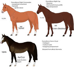 Duncellence Broodmares 1