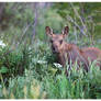 Moose Calf