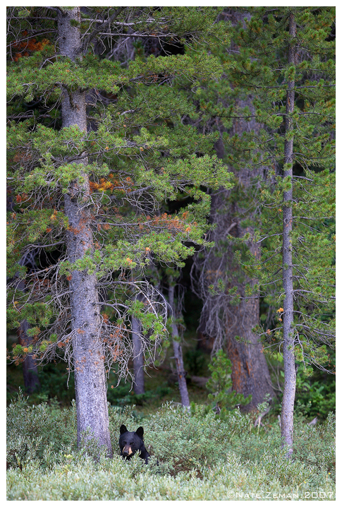 A Bear and a Tree