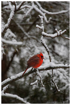 A Shot Of Red