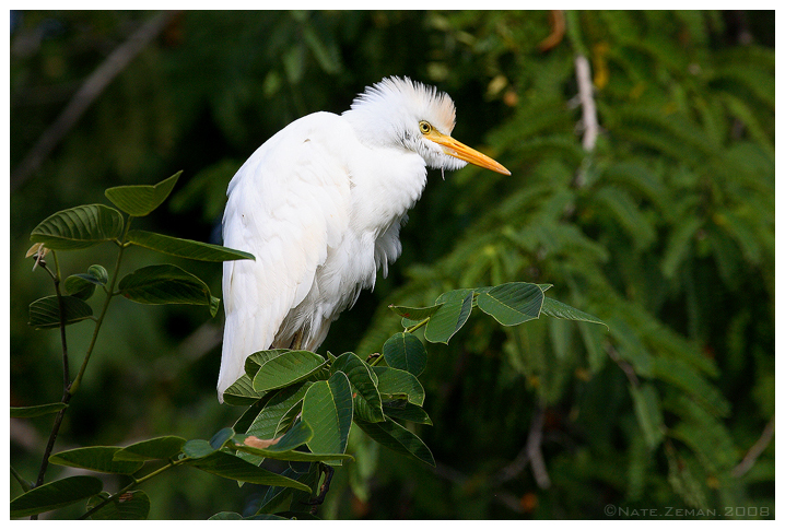 Cattle Egret