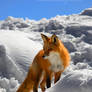 Fire and Ice