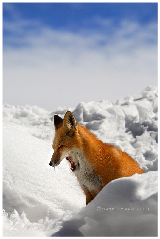 Sleepy Fox