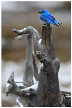 Mountain Bluebird