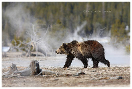 Geyser Grizzly