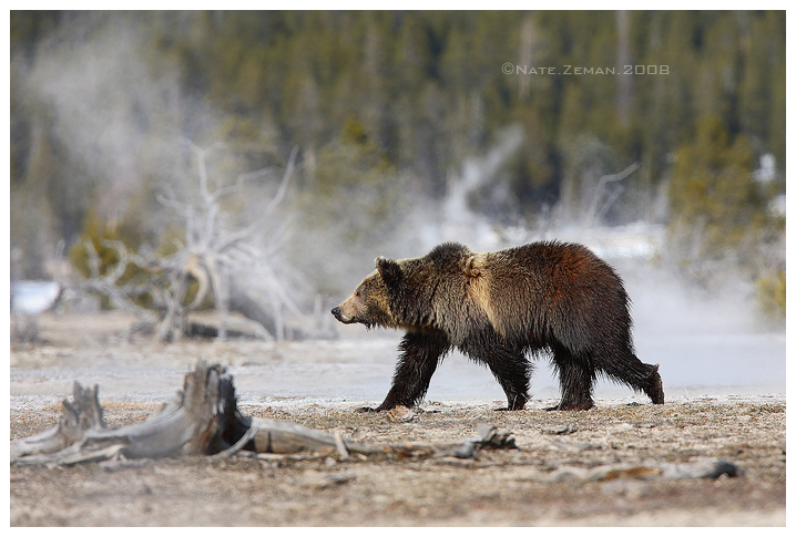 Geyser Grizzly