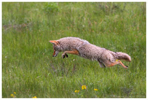 Prairie Pounce