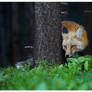 The Forest Fox