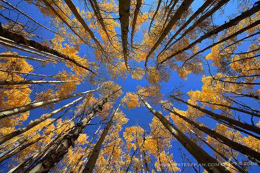 Looking Up