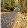 Autumn Road