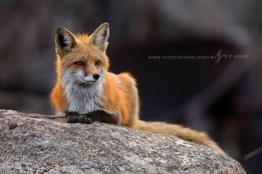 Fox on a Rock
