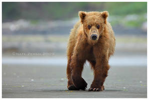 Brown Bear