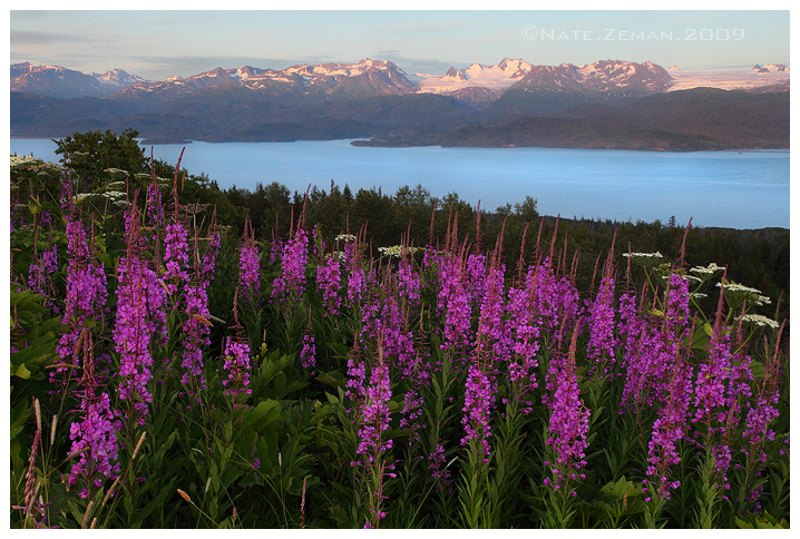 Fireweed and Glaciers by Nate-Zeman Fireweed and Glaciers by Nate-Zeman