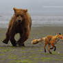 A Fox and A Bear: The Chase