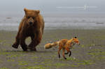 A Fox and A Bear: The Chase by Nate-Zeman