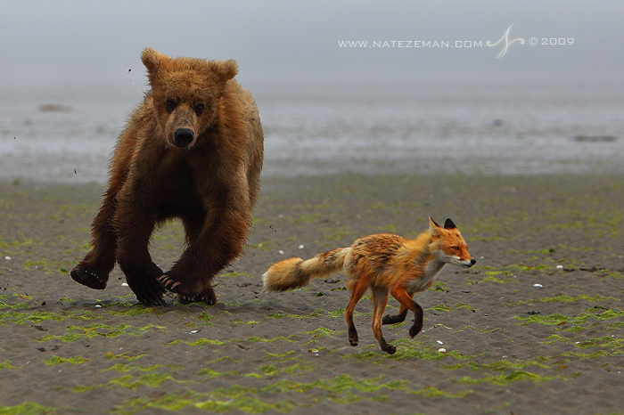 A Fox and A Bear: The Chase