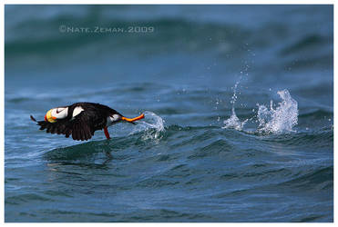 Horned Puffin Takeoff by Nate-Zeman