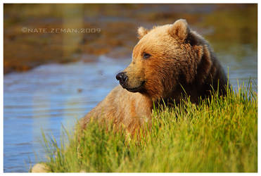 Bear Bath