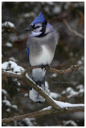 Blue Jay by Nate-Zeman