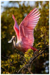 Roseate Spoonbill by Nate-Zeman