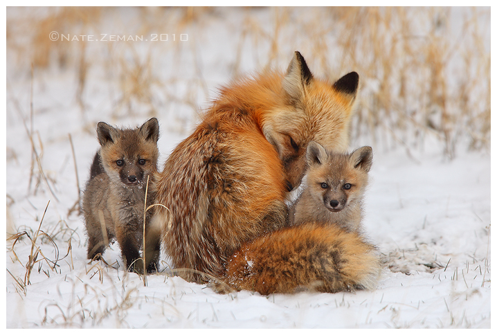 Mother's Comfort