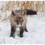 Fox's First Snow
