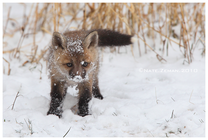 Fox's First Snow