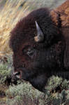 American Bison by Nate-Zeman