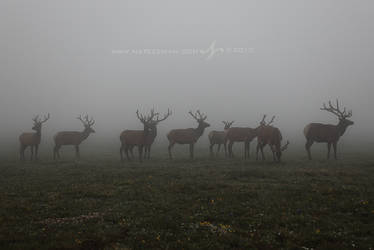 Tundra Ghosts