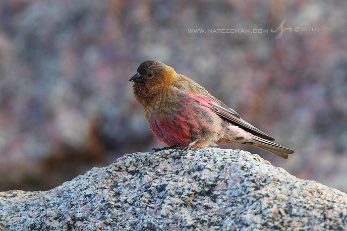 Brown-Capped Rosy Finch