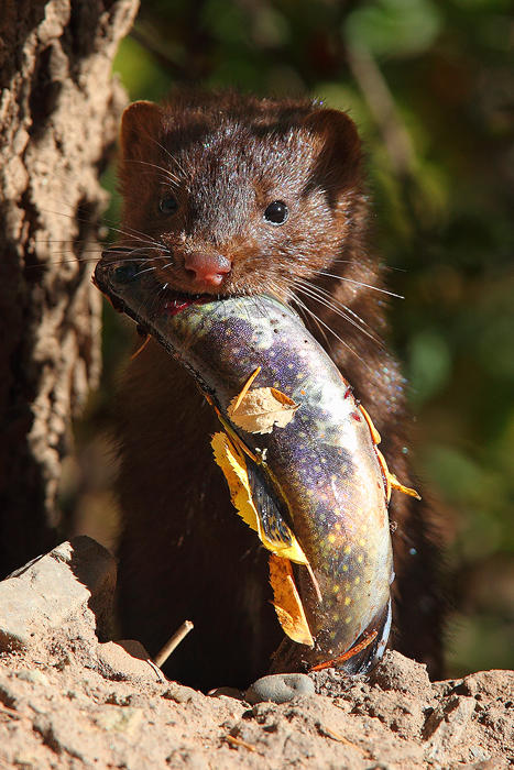 Little Fisherman: Mink by Nate-Zeman