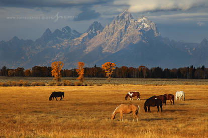 Grand Pastures