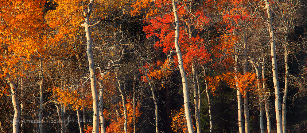 Forest for the Trees