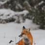 First Flakes: Red Fox