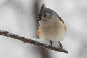 Tufted Titmouse