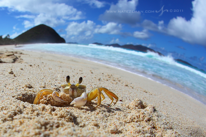 A Crab's World