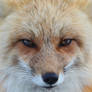 Stare of a Vixen