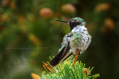 Broad-Tailed Hummingbird