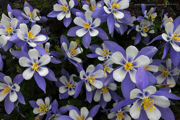 Alpine Bouquet